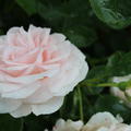 Aspirin Rose