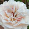 Rose 'Aspirin', Prachtvolle weisse / hellrosa Blten, edle Erscheinung, robust