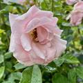 Rose Astrid Lindgren , Rosa Astrid Lindgren 