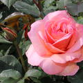 Rose Belle du Seigneur