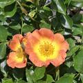 Rose 'Bessy' - Bodendeckerrose, Rosa