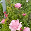 Rose 'Billet Doux', Rosa Billet Doux