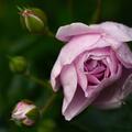 Rose 'Blue River', Rosa 'Blue River'