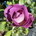 Rose 'Blue for You', Rosa 'Blue for You'