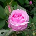 Rose 'Blush Pixie', Rosa 'Blush Pixie'