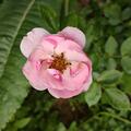 Rose Bonica 82, Rosa Bonica 82
