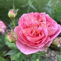 Englische Rose 'Boscobel', Austin Rose