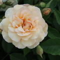 Rose Buff Beauty