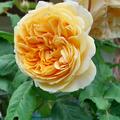 Rose 'Capri', Rosa 'Capri'