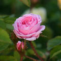 Rose Centifolia Muscosa