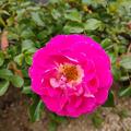 Rose 'Charmant', Rosa 'Charmant'