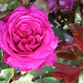 Rose Chartreuse de Parme