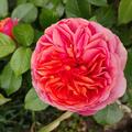 Rose Chippendale, Nostalgische Edelrose mit herrlichen lachsrosa Blten, fruchtigem Duft und breitbuschigem Wuchs