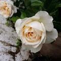 Rose 'Claire Austin', Rosa