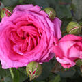 Rose Claire Marshall, rosa, Duftrose