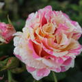 Rose Claude Monet
