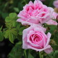 Rose Comte de Chambord