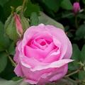 Rose 'Comte de Chambord', Rosa