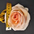 Rose 'Courage', Rosa 'Courage'