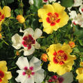 offene, cremefarbene Blüten  © Hortival Diffusion 
