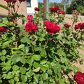 Rose 'Crimson Siluetta', Rosa 'Crimson Siluetta'