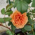 Rose 'Dame Judi Dench' , Rosa 'Dame Judi Dench'