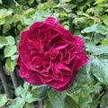 Rose Darcey Bussell, Rosa