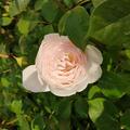 Rose 'Desdemona', Rosa 'Desdemona'®