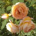 Rose 'Dolce Vita', Rosa Dolce Vita
