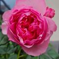 Rose 'Eckard Witzigmann', Rosa 'Eckard Witzigmann'