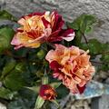 Rose 'Edgar Degas' Blte im September 