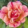 Rose 'Edgar Degas', Rosa