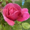 Rose 'Elbflorenz', Rosa Elbflorenz