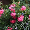 Rose 'Elmshorn', Rosa
