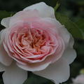 Englische Strauchrose 'Emily Bront'