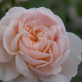 Englische Rose, Strauchrose, Rose, Austin Rose Emily Bront (korr)