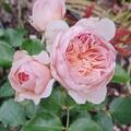 Rose 'Emily Bront', Rosa 'Emily Bront'