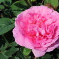 Rose England's Rose