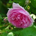 Rose England's Rose, Rose England's Rose