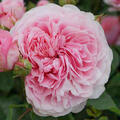 Englische Rose, Strauchrose, Rose, Austin Rose 'Eustacia Vye' (korr)