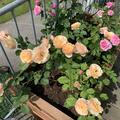 Rose 'Eveline Wild', Rosa