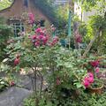 Rose 'F.J. Grootendorst', Rosa 'F.J. Grootendorst'