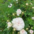 Rose 'Flicit Parmentier', Rosa Flicit Parmentier