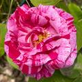 Rose 'Ferdinand Pichard', Rosa Ferdinand Pichard