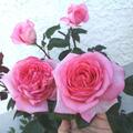Rose 'Fragonard', Rosa Fragonard