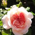 Rose 'Garden of Roses', Rosa 'Garden of Roses'