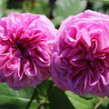 Gertrude Jekyll (im grossen Container)