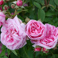 Gertrude Jekyll (im grossen Container, korr)