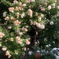 Rose 'Ghislaine de Fligonde', Rosa 'Ghislaine de Fligonde' 