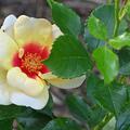 Rose 'Glorious Babylon Eyes', Rosa 'Glorious Babylon Eyes'